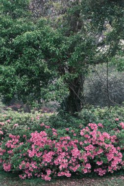 Doğu Gölü, Wuhan, Hubei, Çin 'deki Moshan Rhododendron Bahçesi' nin ilkbahar manzarası