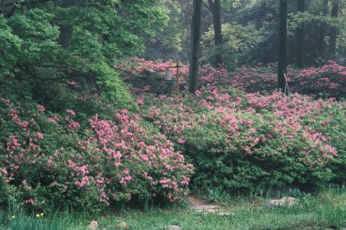 Doğu Gölü, Wuhan, Hubei, Çin 'deki Moshan Rhododendron Bahçesi' nin ilkbahar manzarası