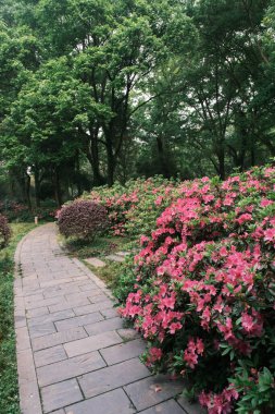 Doğu Gölü, Wuhan, Hubei, Çin 'deki Moshan Rhododendron Bahçesi' nin ilkbahar manzarası