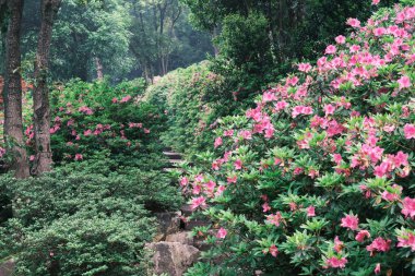Doğu Gölü, Wuhan, Hubei, Çin 'deki Moshan Rhododendron Bahçesi' nin ilkbahar manzarası