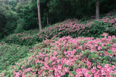 Doğu Gölü, Wuhan, Hubei, Çin 'deki Moshan Rhododendron Bahçesi' nin ilkbahar manzarası