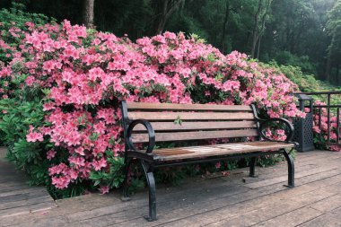 Doğu Gölü, Wuhan, Hubei, Çin 'deki Moshan Rhododendron Bahçesi' nin ilkbahar manzarası