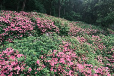 Doğu Gölü, Wuhan, Hubei, Çin 'deki Moshan Rhododendron Bahçesi' nin ilkbahar manzarası