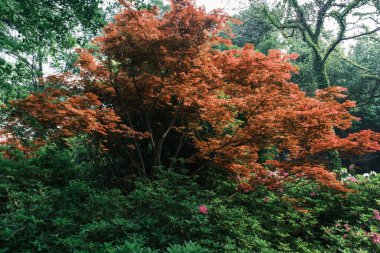 Doğu Gölü, Wuhan, Hubei, Çin 'deki Moshan Rhododendron Bahçesi' nin ilkbahar manzarası