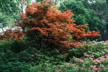 Doğu Gölü, Wuhan, Hubei, Çin 'deki Moshan Rhododendron Bahçesi' nin ilkbahar manzarası