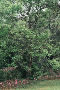 Doğu Gölü, Wuhan, Hubei, Çin 'deki Moshan Rhododendron Bahçesi' nin ilkbahar manzarası