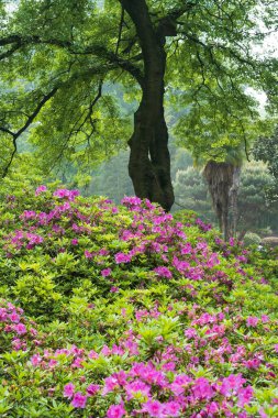 Doğu Gölü, Wuhan, Hubei, Çin 'deki Moshan Rhododendron Bahçesi' nin ilkbahar manzarası