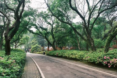 Doğu Gölü, Wuhan, Hubei, Çin 'deki Moshan Rhododendron Bahçesi' nin ilkbahar manzarası