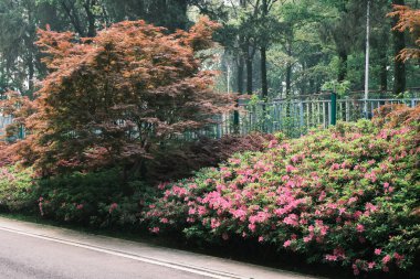 Doğu Gölü, Wuhan, Hubei, Çin 'deki Moshan Rhododendron Bahçesi' nin ilkbahar manzarası