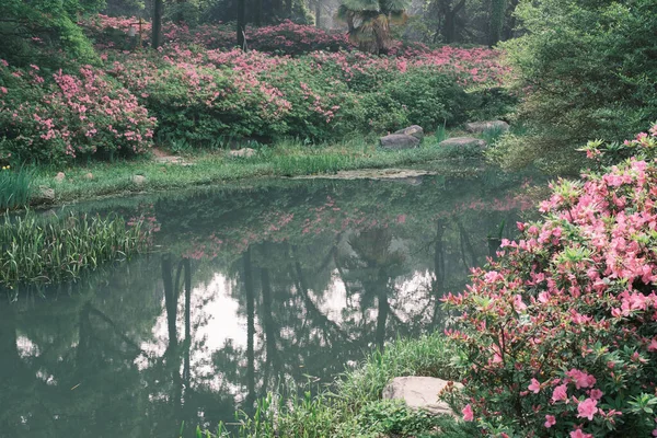 Doğu Gölü Wuhan Hubei Çin Deki Moshan Rhododendron Bahçesi Nin — Stok fotoğraf