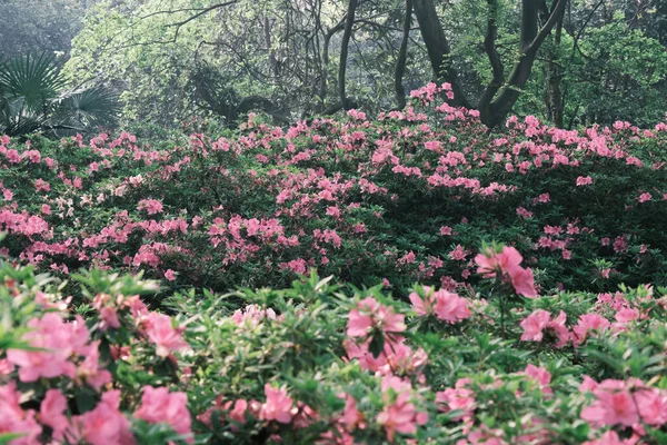 Wczesna Wiosenna Sceneria Ogrodu Moshan Rhododendron East Lake Wuhan Hubei — Zdjęcie stockowe