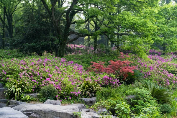 Cenário Início Primavera Moshan Rhododendron Garden East Lake Wuhan Hubei — Fotografia de Stock