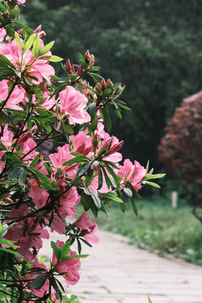 Early Spring Scenery Moshan Rhododendron Garden East Lake Wuhan Hubei — Stock Photo, Image