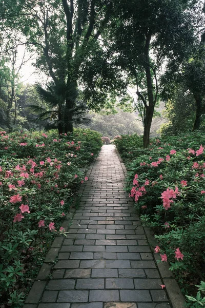 Ранняя Весна Пейзаж Moshan Rhododendron Garden Восточном Озере Ухан Хубэй — стоковое фото
