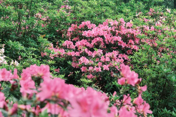 Wczesna Wiosenna Sceneria Ogrodu Moshan Rhododendron East Lake Wuhan Hubei — Zdjęcie stockowe