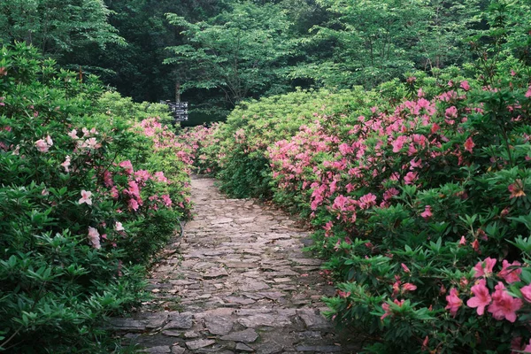 Tidig Vår Landskap Moshan Rhododendron Garden East Lake Wuhan Hubei — Stockfoto