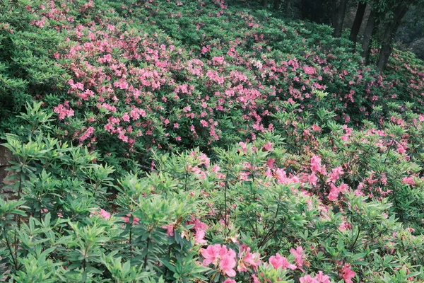 Wczesna Wiosenna Sceneria Ogrodu Moshan Rhododendron East Lake Wuhan Hubei — Zdjęcie stockowe