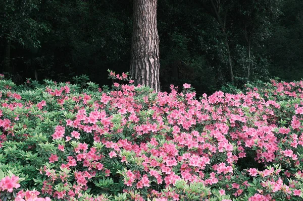 Kora Tavaszi Táj Moshan Rhododendron Garden East Lake Wuhan Hubei — Stock Fotó
