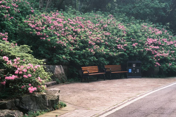 Ранняя Весна Пейзаж Moshan Rhododendron Garden Восточном Озере Ухан Хубэй — стоковое фото