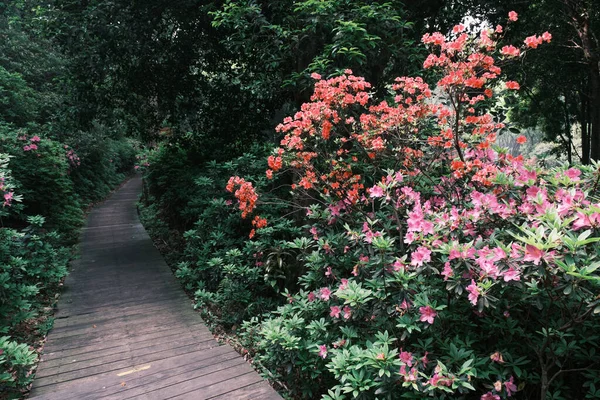 Wczesna Wiosenna Sceneria Ogrodu Moshan Rhododendron East Lake Wuhan Hubei — Zdjęcie stockowe