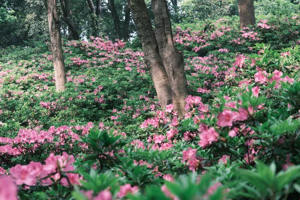 Scenario Primaverile Del Giardino Moshan Rhododendron Nel Lago Orientale Wuhan — Foto Stock