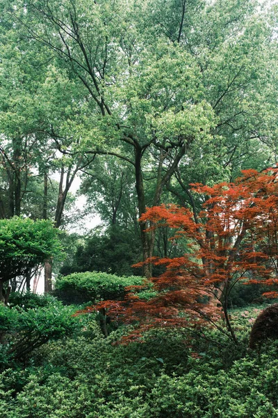 Vroeg Voorjaar Landschap Van Moshan Rhododendron Garden East Lake Wuhan — Stockfoto