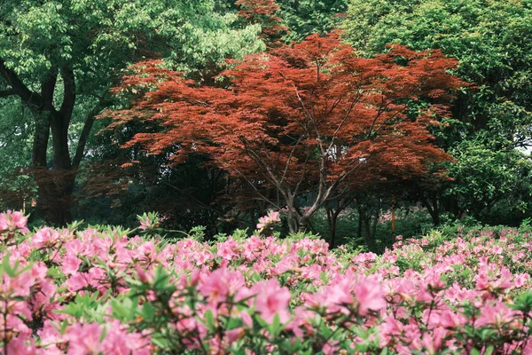 Wczesna Wiosenna Sceneria Ogrodu Moshan Rhododendron East Lake Wuhan Hubei — Zdjęcie stockowe
