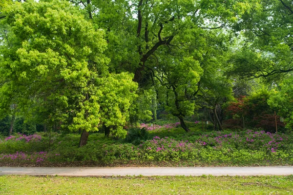 Wczesna Wiosenna Sceneria Ogrodu Moshan Rhododendron East Lake Wuhan Hubei — Zdjęcie stockowe