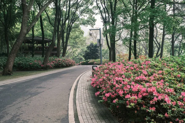 Cenário Início Primavera Moshan Rhododendron Garden East Lake Wuhan Hubei — Fotografia de Stock