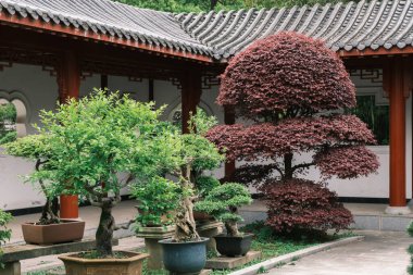 Doğu Gölü, Wuhan, Hubei 'deki Moshan Bonsai Bahçesi' nin ilk bahar manzarası
