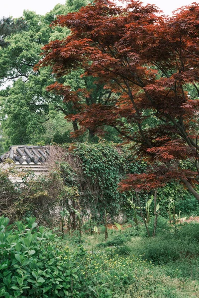 Ranní Jarní Scenérie Moshan Bonsai Garden East Lake Wuhan Hubei — Stock fotografie