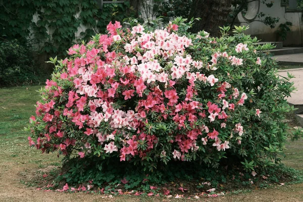 Wczesna Wiosenna Sceneria Ogrodu Moshan Bonsai East Lake Wuhan Hubei — Zdjęcie stockowe