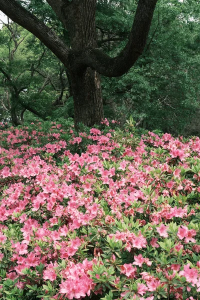 Wczesna Wiosenna Sceneria Ogrodu Moshan Bonsai East Lake Wuhan Hubei — Zdjęcie stockowe