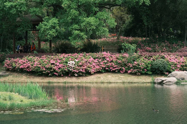 Doğu Gölü Wuhan Hubei Deki Moshan Bonsai Bahçesi Nin Ilk — Stok fotoğraf