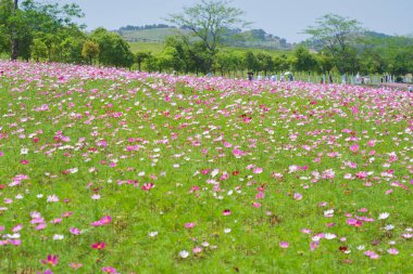 Wuhan, Hubei Eyaleti, Çin 'deki Mulan çayır manzarasının erken dönem manzarası