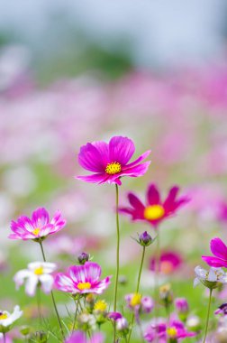 Wuhan, Hubei Eyaleti, Çin 'deki Mulan çayır manzarasının erken dönem manzarası