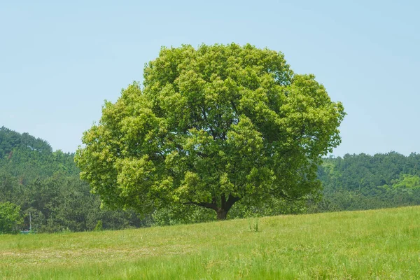 Frühsommerliche Landschaft Von Mulan Grasland Landschaftlich Reizvoller Ort Wuhan Provinz — Stockfoto