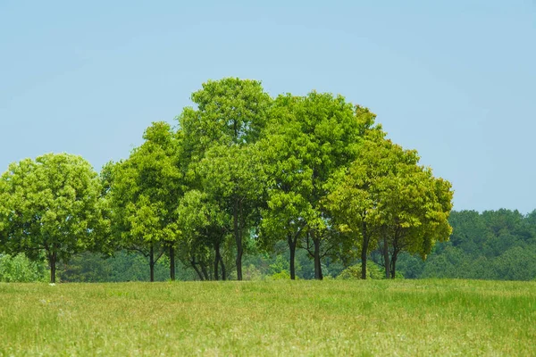 Paisaje Verano Temprano Los Pastizales Mulan Lugar Escénico Wuhan Provincia — Foto de Stock