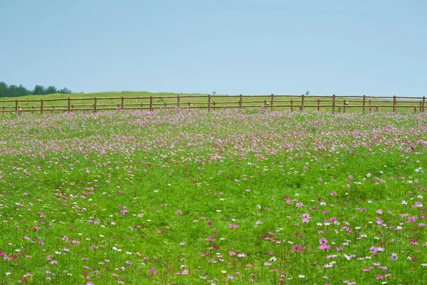 Frühsommerliche Landschaft Von Mulan Grasland Landschaftlich Reizvoller Ort Wuhan Provinz — Stockfoto