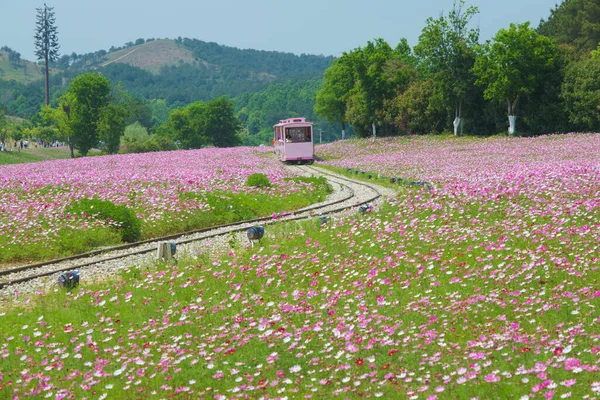 Paysage Début Été Des Prairies Mulan Endroit Pittoresque Wuhan Province — Photo