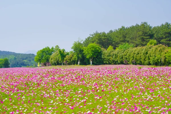 湖北省 中国のムーラン草原名勝の初夏の風景 — ストック写真