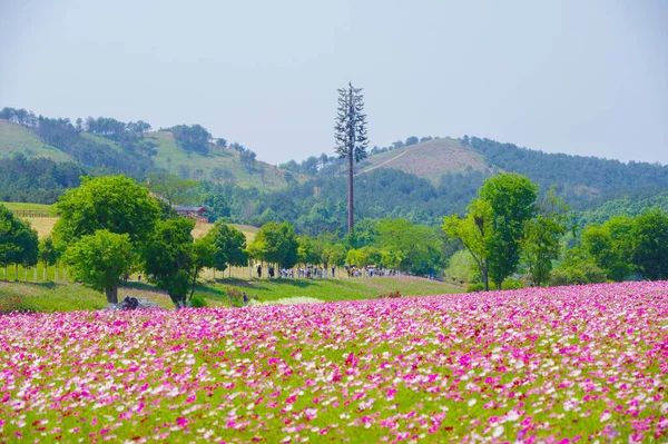 Early Summer Scenery Mulan Grassland Scenic Spot Wuhan Hubei Province — Stock Photo, Image