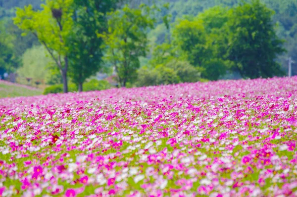 Paysage Début Été Des Prairies Mulan Endroit Pittoresque Wuhan Province — Photo