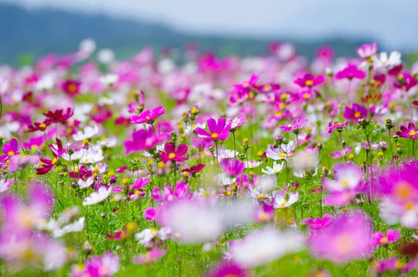 Frühsommerliche Landschaft Von Mulan Grasland Landschaftlich Reizvoller Ort Wuhan Provinz — Stockfoto