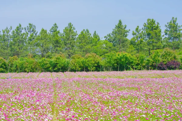 Paysage Début Été Des Prairies Mulan Endroit Pittoresque Wuhan Province — Photo