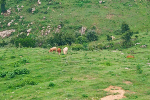 Hubei Suizhou Guangling Shui Zizhai Sahne Sahnesi Yaz Sahnesi Çin — Stok fotoğraf