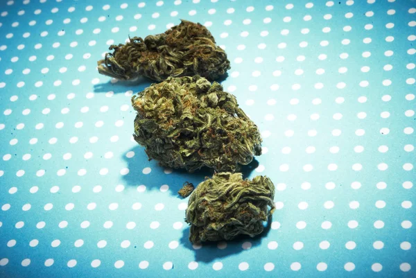 Marihuana i pąki marihuany — Zdjęcie stockowe