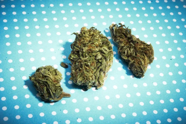 大麻和大麻芽 — 图库照片