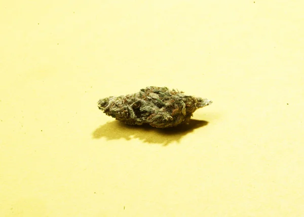 Cannabis o erba di marijuana — Foto Stock