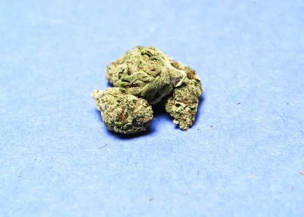 Marihuana-Cannabis of onkruid — Stockfoto